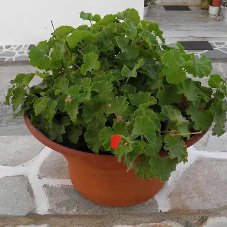 Maria In Paros 2-4 Persons *